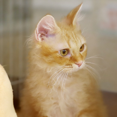 子猫