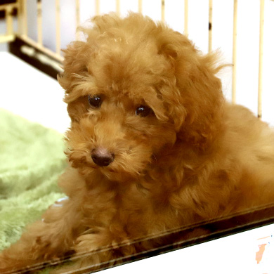 子犬