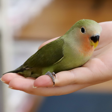 インコ