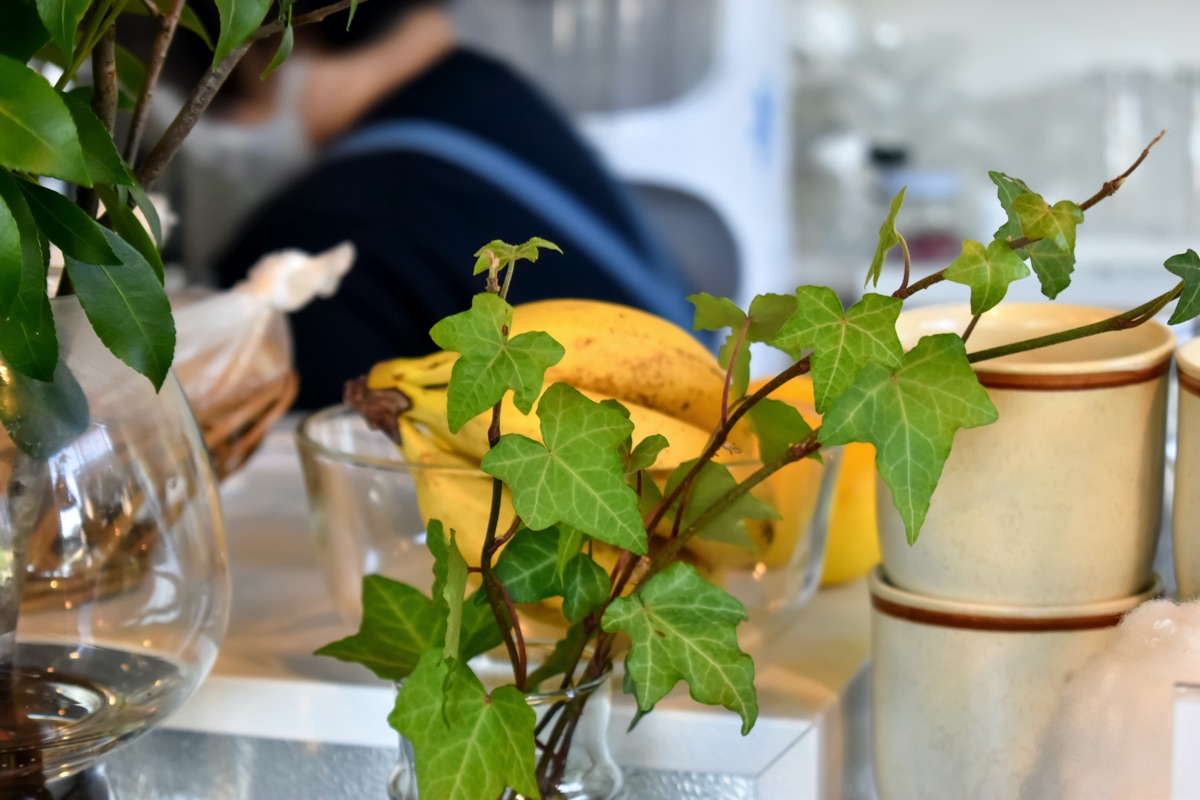 氷と喫茶 ivy 写真1