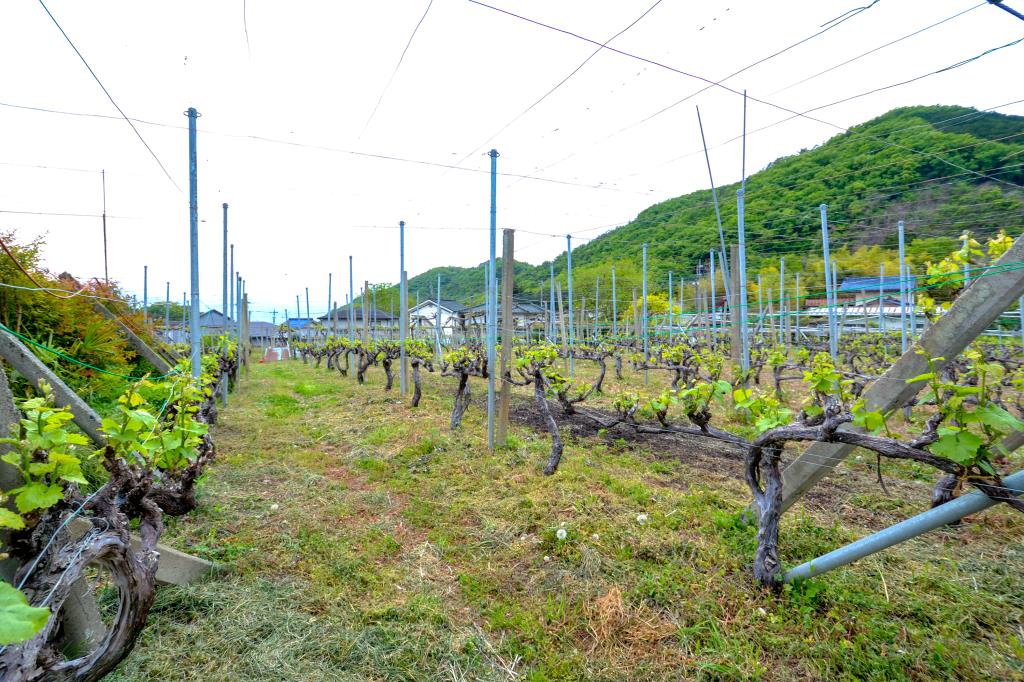 三養醸造株式会社　ワイナリー 山梨市2