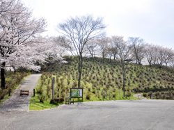 うつぶな公園 身延1