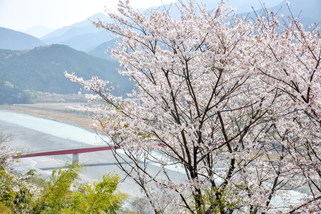 うつぶな公園の桜