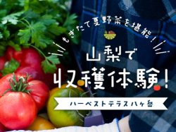 ハーベストテラス八ヶ岳で収穫体験～山梨の夏野菜を味わう〜