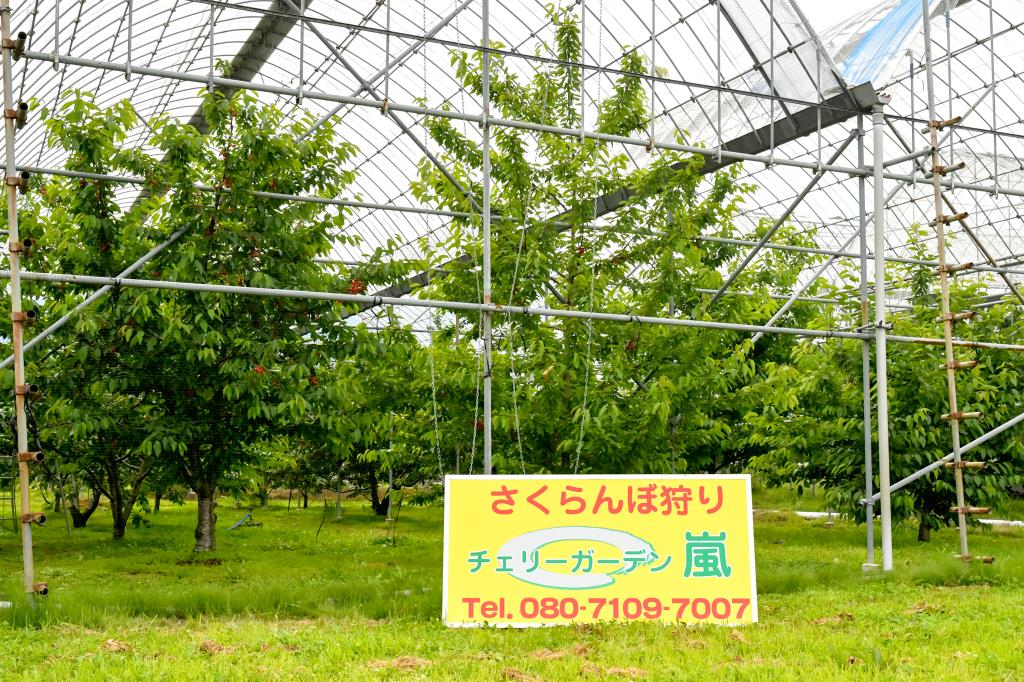 チェリーガーデン嵐 サクランボ狩り5