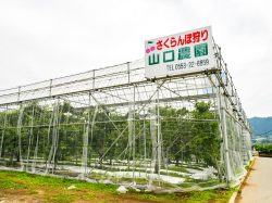 山口農園