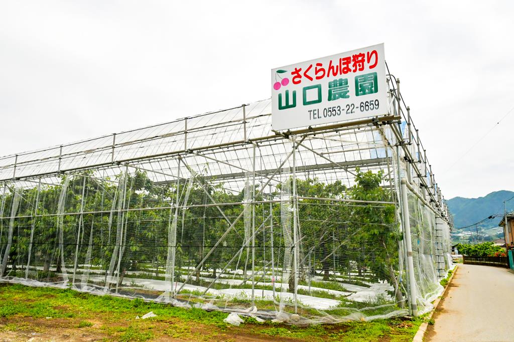 山梨市 山口農園 さくらんぼ狩り1
