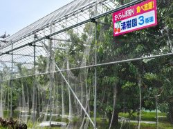 清樹園