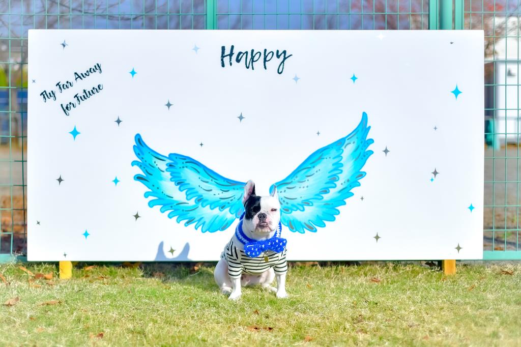 DOG Island 昭和町 ペット