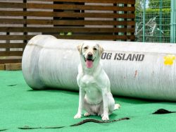 DOG Island 昭和町 ペット