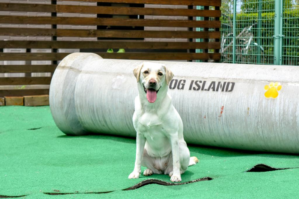 DOG Island 昭和町 ペット