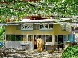 ジャンボ鶴田園 山梨市2
