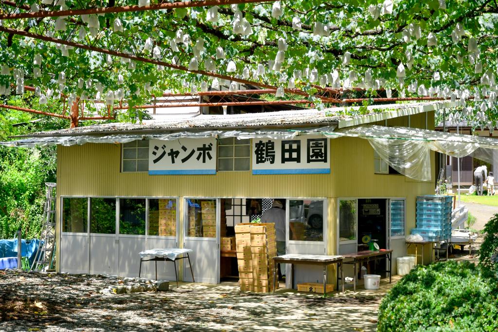 ジャンボ鶴田園 山梨市2