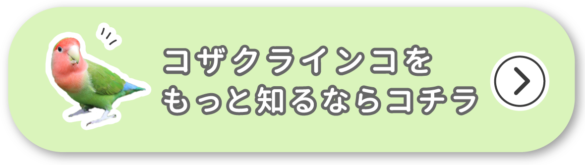 コザクラインコをもっと知るならコチラ