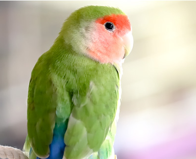 コザクラインコ