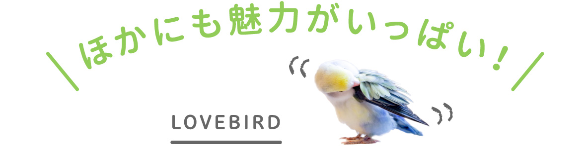 ほかにも魅力がいっぱい！