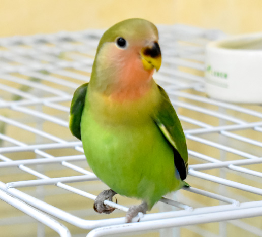 コザクラインコ（ノーマル）の写真