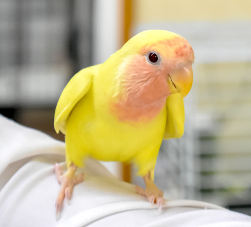 コザクラインコ（ゴールデンチェリー）の写真