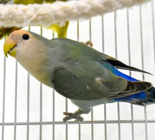 コザクラインコ（シーグリーン）の写真