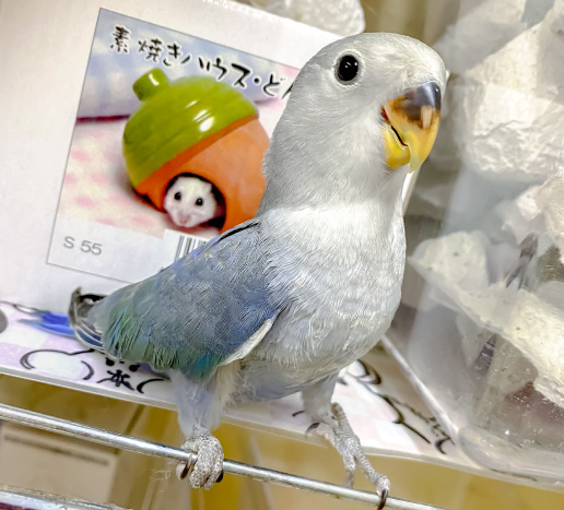 コザクラインコ（ブルー）の写真