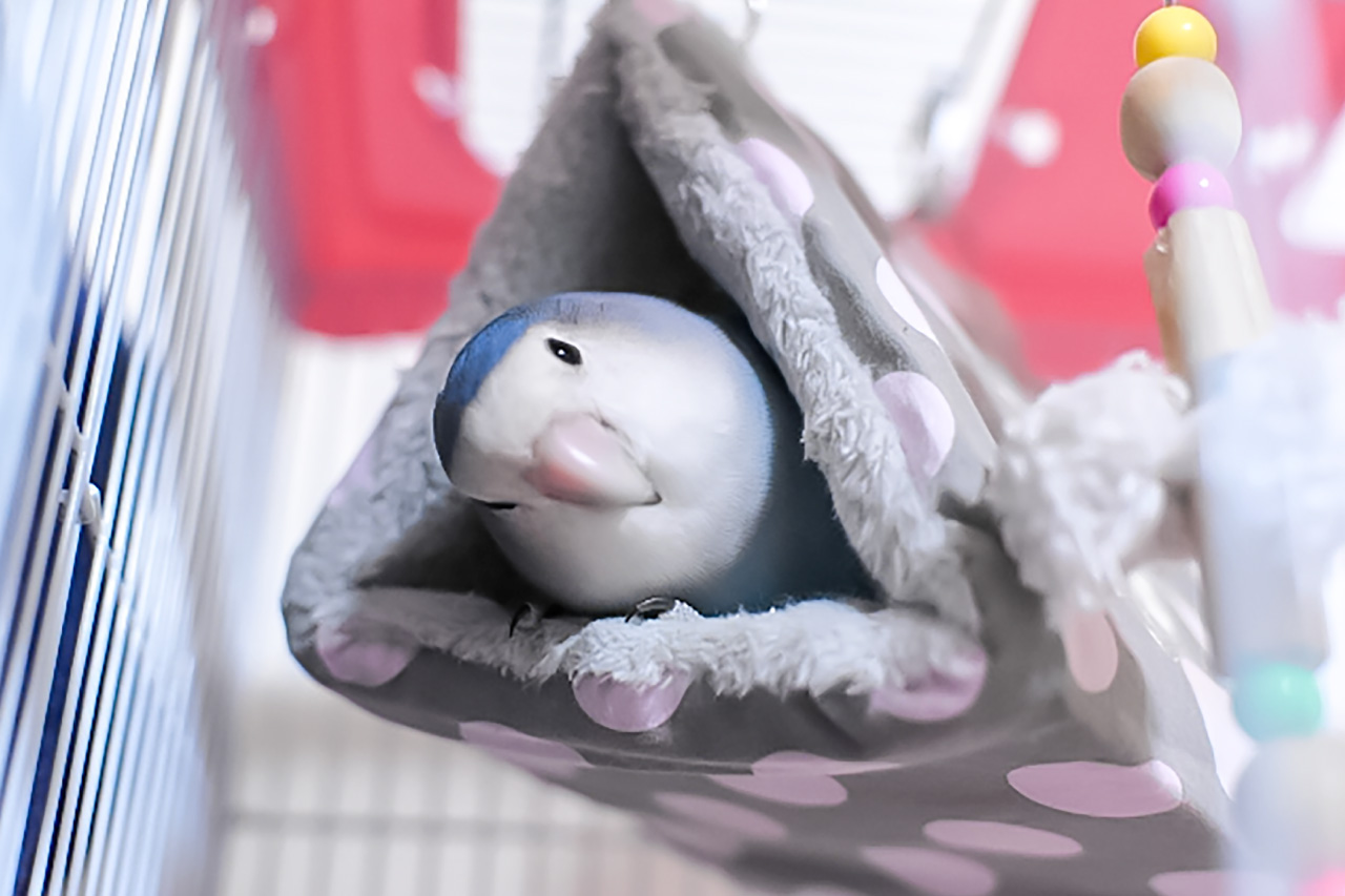 コザクラインコの写真4