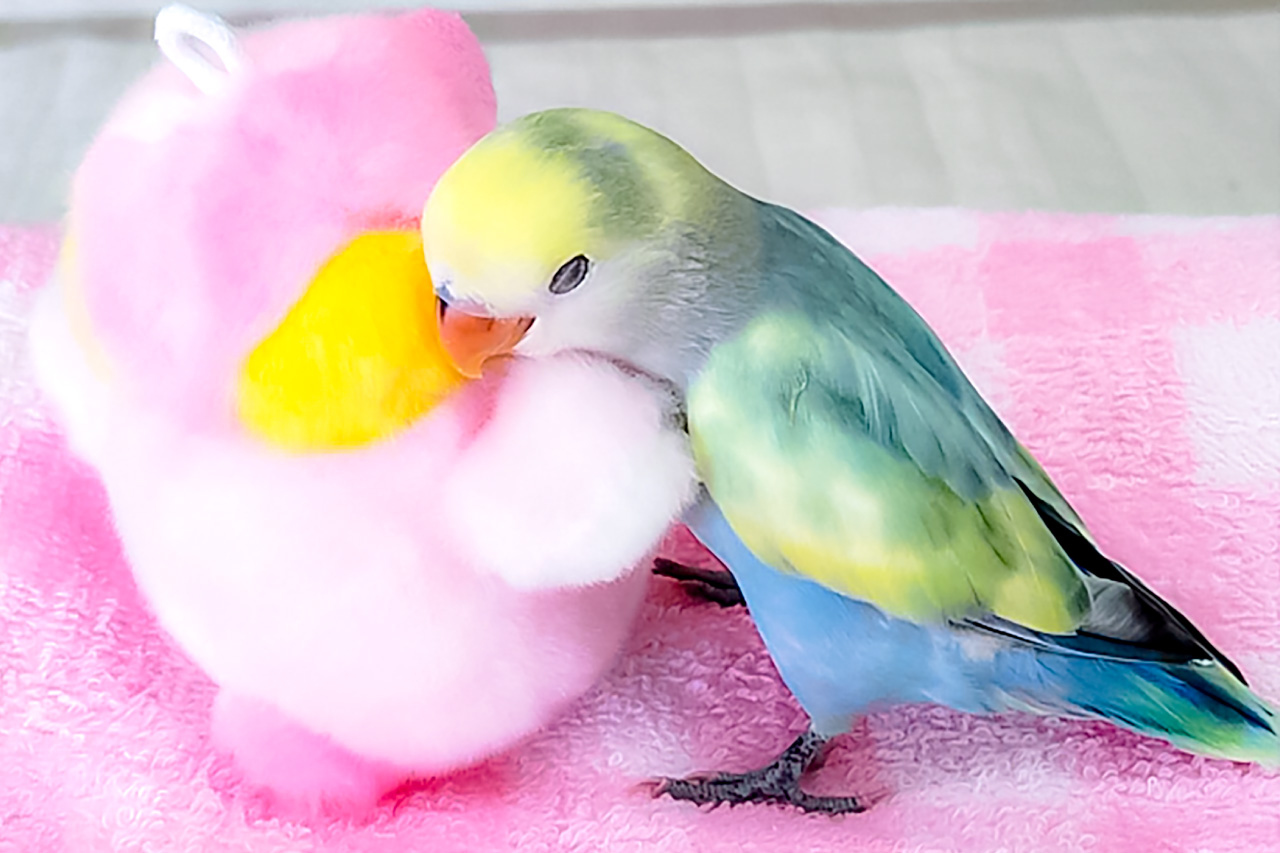 コザクラインコの写真5