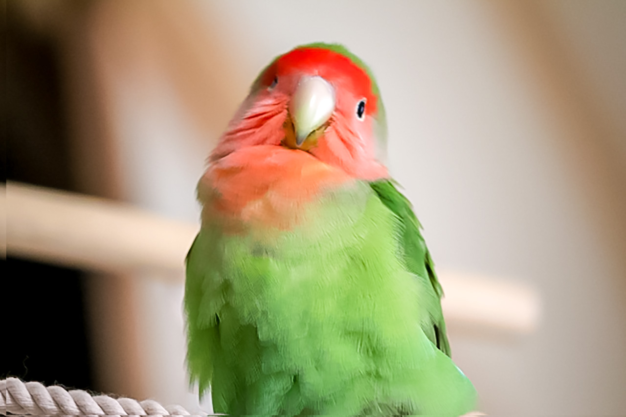 コザクラインコの写真6