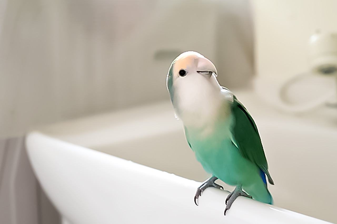 コザクラインコの写真7