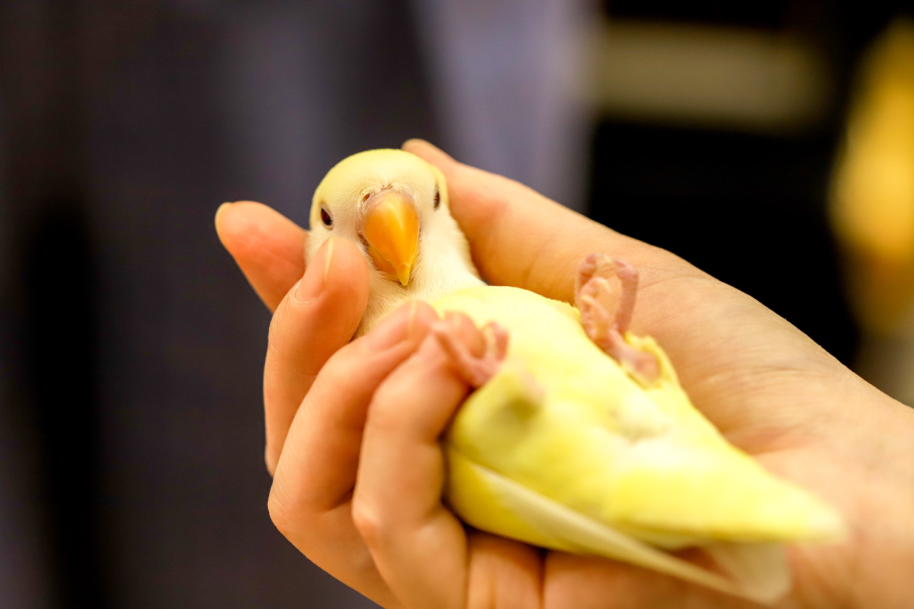 コザクラインコの写真7