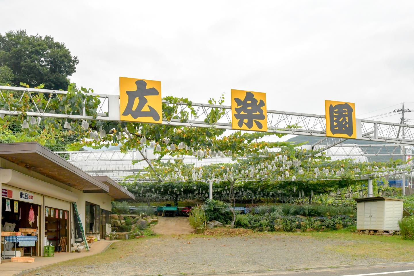 ぶどう狩り 広楽園 山梨市4