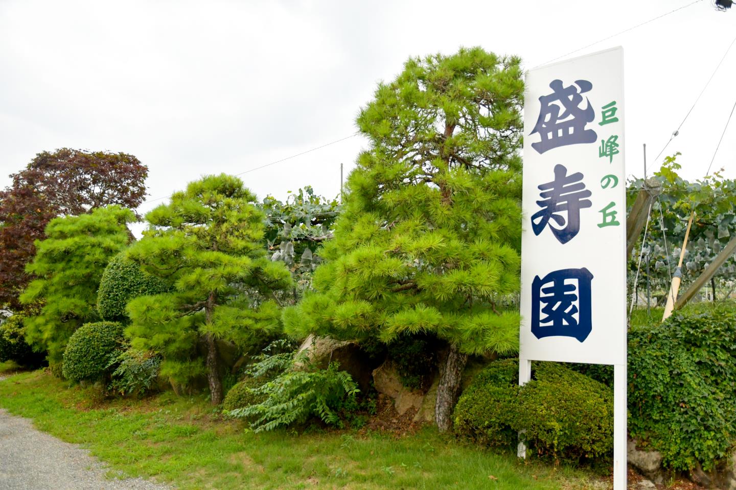 巨峰の丘 盛寿園 山梨市1