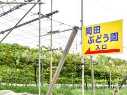 岡田ぶどう園