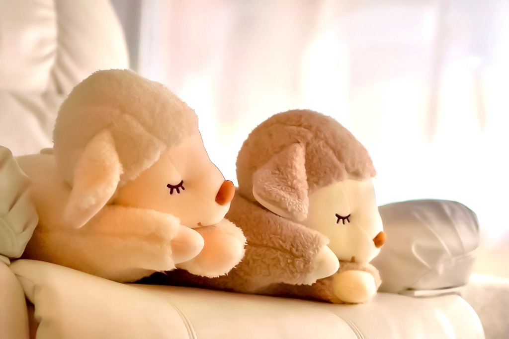 ひつじの安らぎ甲府店5