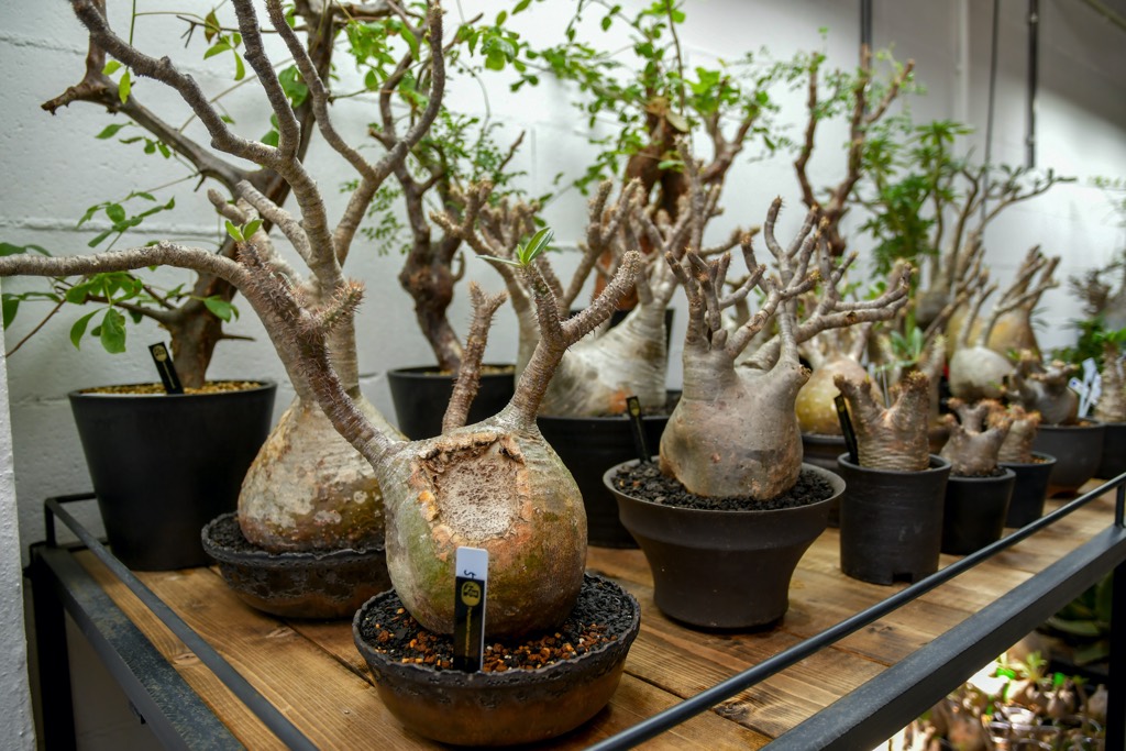 Mt.Fuji Plants（マウントフジプランツ）