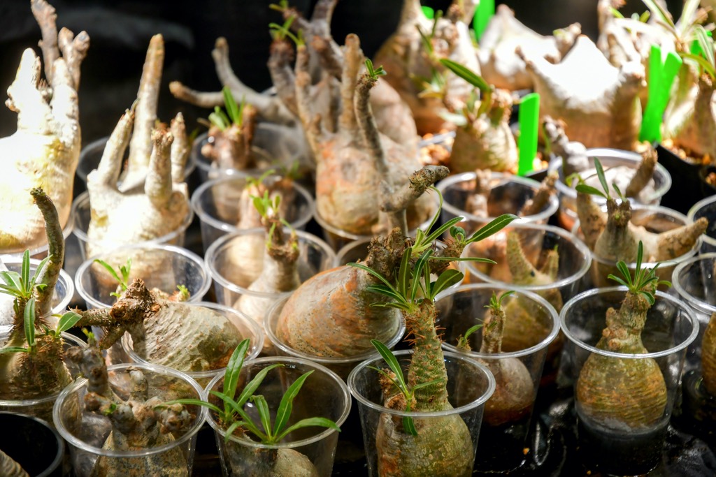 Mt.Fuji Plants（マウントフジプランツ）