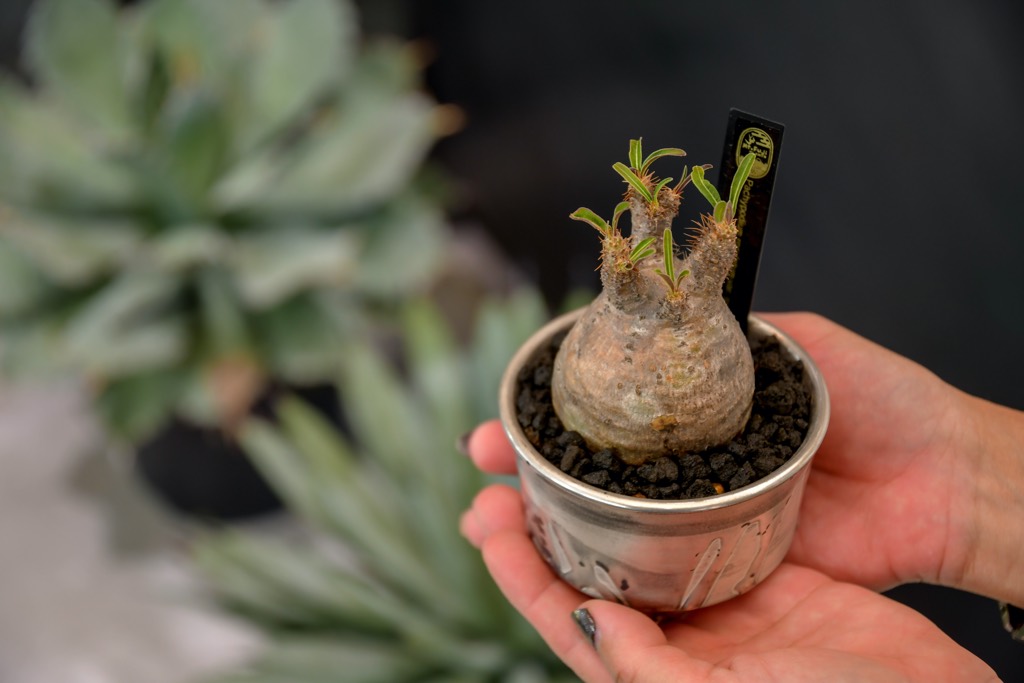 Mt.Fuji Plants（マウントフジプランツ）