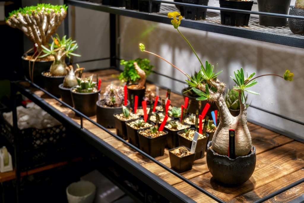 Mt.Fuji Plants（マウントフジプランツ）