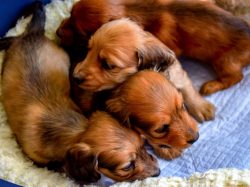 Dear Dog2