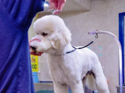 Dear Dog3