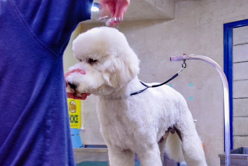 Dear Dog3
