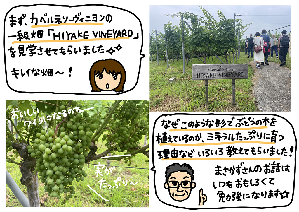 まず、カベルネソーヴィニヨンの一級畑「HIYAKE VINEYARD」を見学させてもらいました☆キレイな畑～！なぜこのような形でぶどうの木を植えているのか、ミネラルたっぷりに育つ理由などいろいろ教えてもらいました！まさかずさんのお話はいつも面白くて勉強になります☆