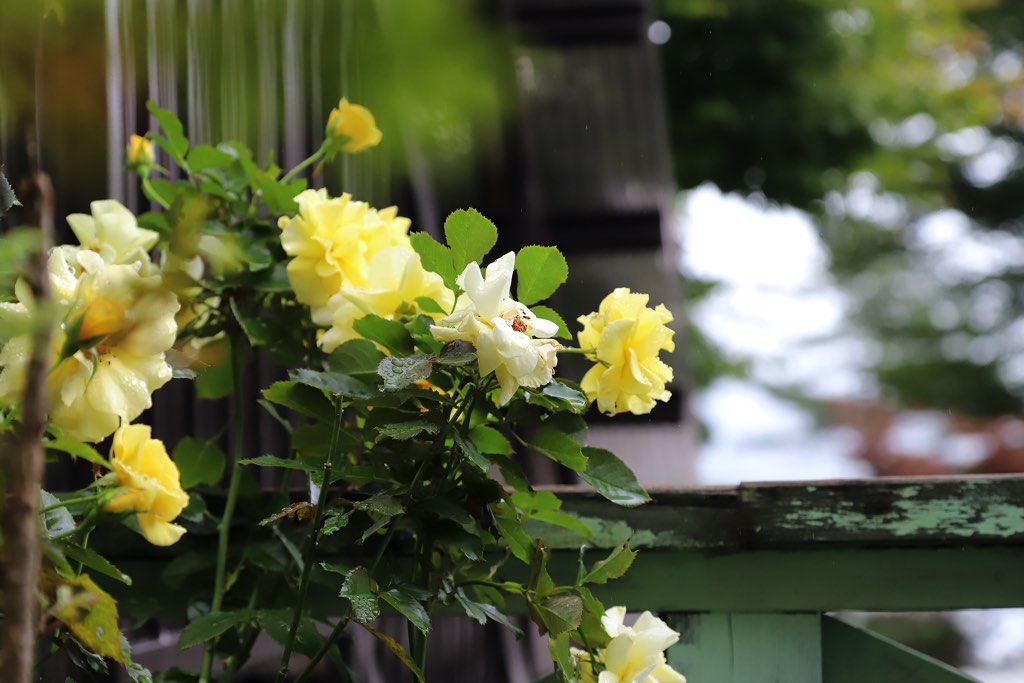 LA² CAFÉ Yamanakako 写真2