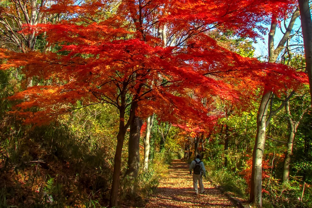 紅葉スポット名 武田の杜3