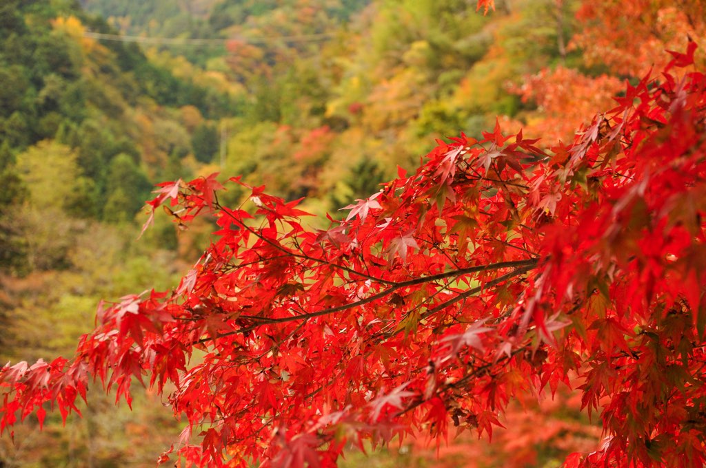 大柳川渓谷 写真1