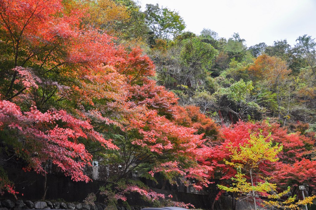 大柳川渓谷 写真2