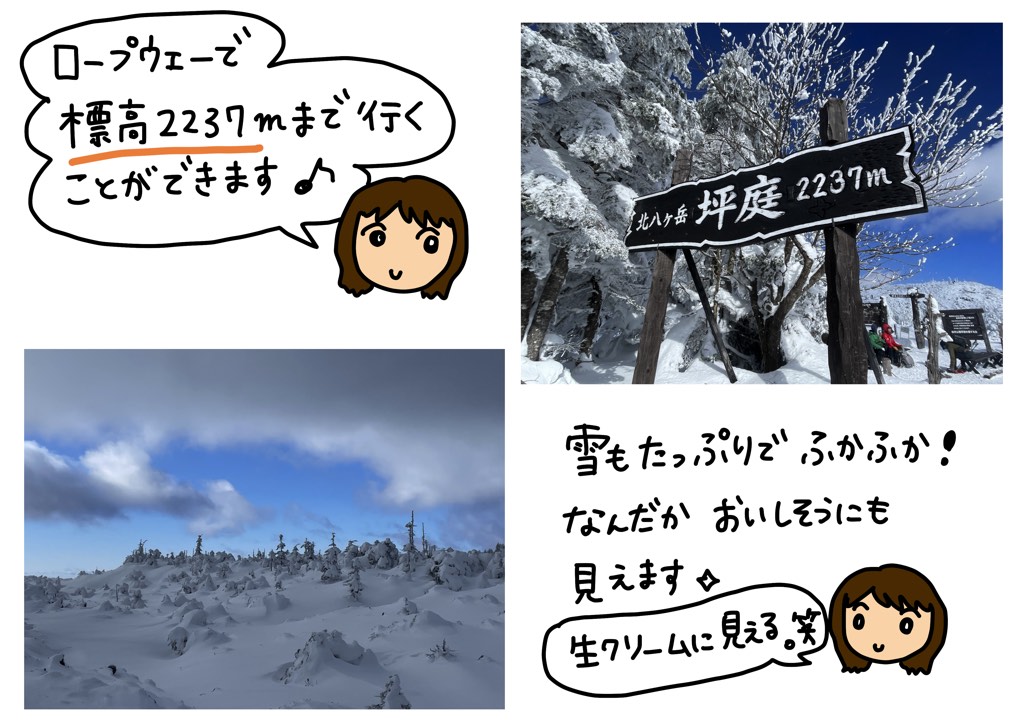 ロープウェイで標高2237ｍまで行くことができます♪雪もたっぷりでふかふか！なんだかおいしそうにも見えます☆生クリームにみえる。(笑)