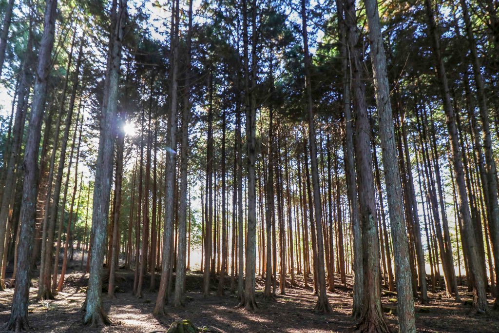 和みの里 キャンプ場 キャンプ場の写真 7