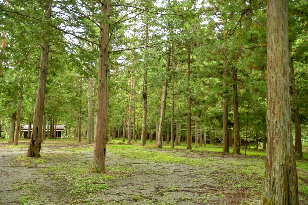 大沢オートキャンプ場 キャンプ場