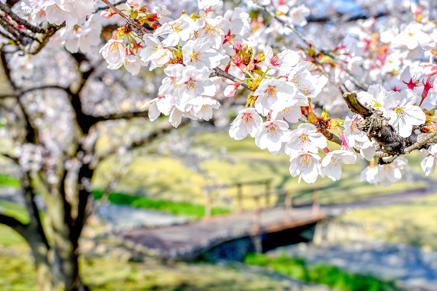 信玄堤公園の桜 写真1