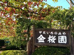 甲斐いちのみや金桜園
